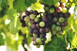 Праздник винограда с дегустацией пройдет 16 сентября в "Аптекарском огороде" 3