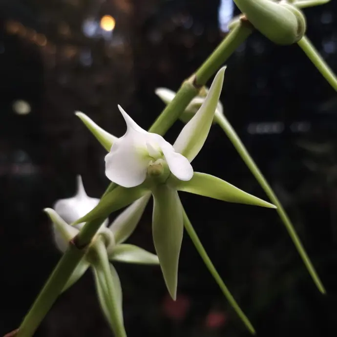 Редкая орхидея из Мадагаскара зацвела в Аптекарском огороде