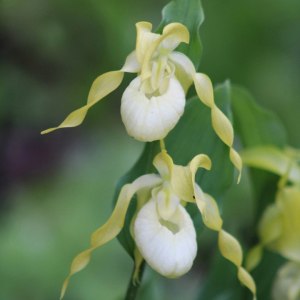 Редкие орхидеи расцвели под открытым небом в "Аптекарском огороде" 4
