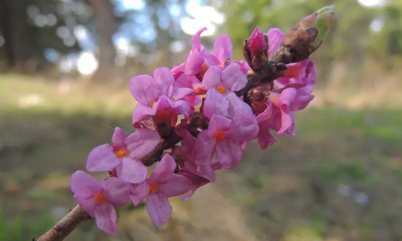 Ядовитый пухляк расцвел в &laquo;Аптекарском огороде&raquo;