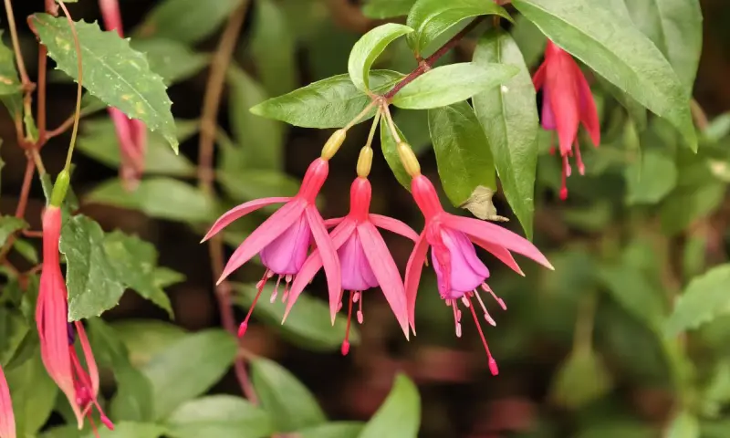 Первые камелии и азалии расцвели в «Аптекарском огороде»